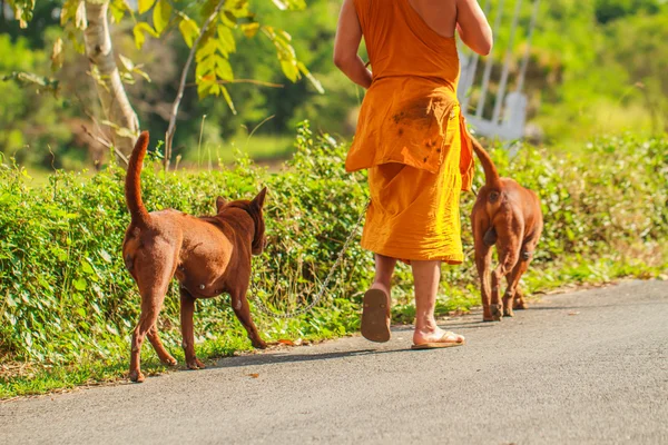 Honden en mon — Stockfoto