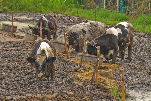 Krávy na farmě — Stock fotografie