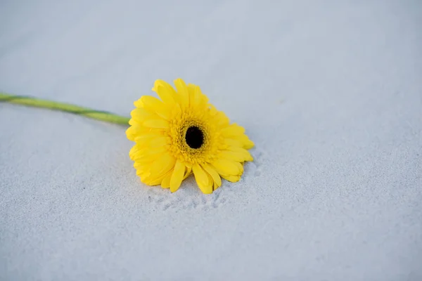 yellow gerbera flower on a white background