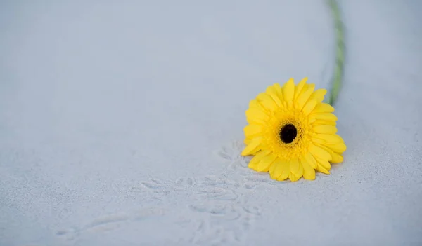 Žlutá Gerbera Květ Světlém Pozadí — Stock fotografie