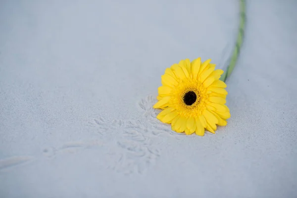 Yellow Gerbera Flower Light Background — Stock Photo, Image