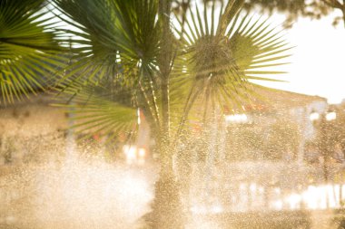 Güneşli bir günde palmiye ağaçları 