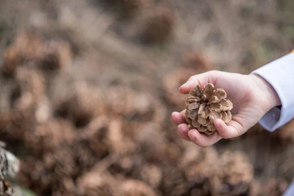 Eine Handvoll Samen Zapfen Den Händen Eines Kindes — Stockfoto