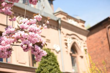 Bahçedeki güzel pembe çiçekler