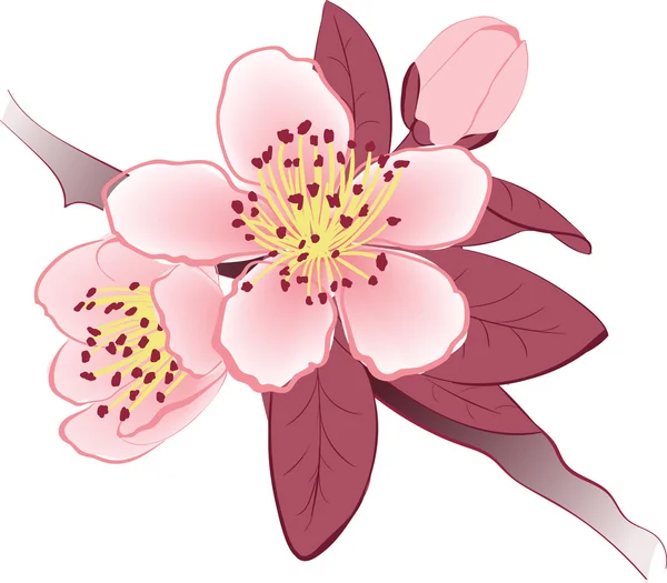 Kirschblüten — Stockvektor