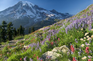 Mount rainier kır çiçekleri