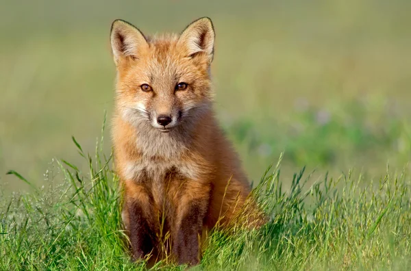 Meraklı fox kiti — Stok fotoğraf