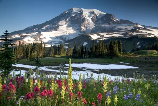 Cresta di paradiso — Foto Stock