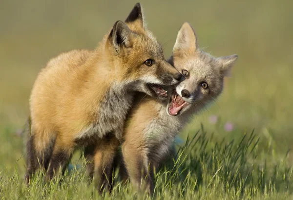 Jovem Fox Kits Jogando — Fotografia de Stock