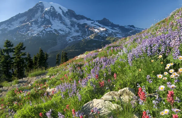 Mount rainier vadvirágok — Stock Fotó