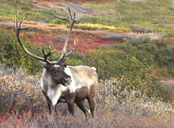 Male Caribou on Fall Tundra — Stock Photo, Image