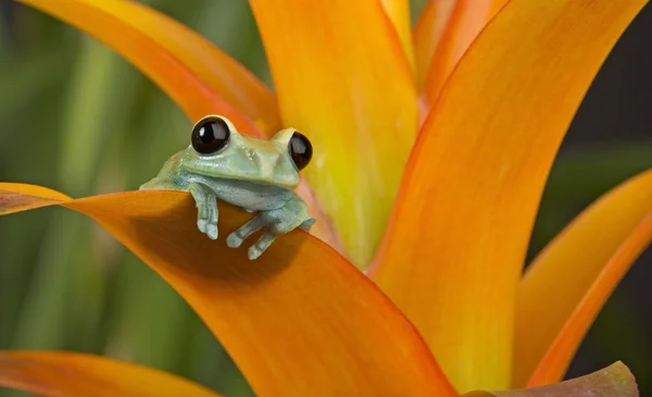 Een kikker met uitzicht — Stockfoto