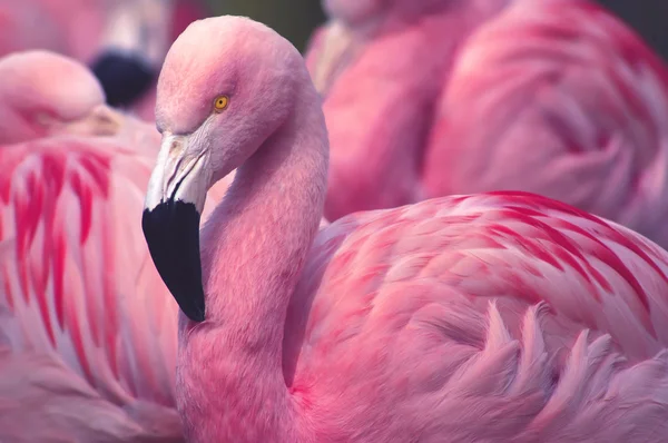 Luce bien en rosa — Foto de Stock