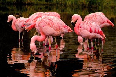 Şili flamingos yansımalar