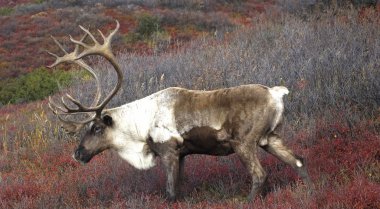 Alaskan Male Caribou on fall tundra clipart