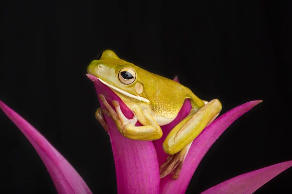 Salão de rãs — Fotografia de Stock