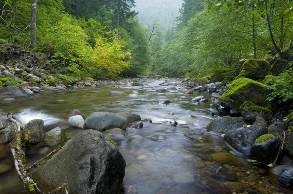 Wilderness creek — Stock Fotó