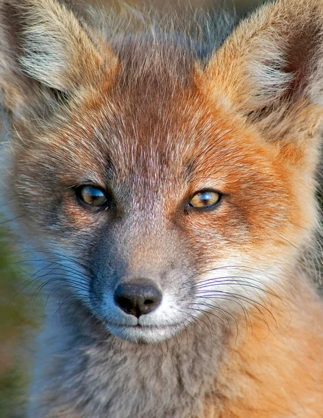 Young Fox — Stock Photo, Image