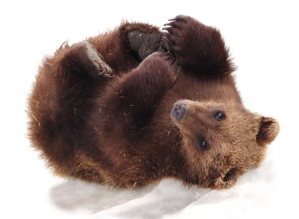 Furry Alaskan Bear Cub — Stock Photo, Image