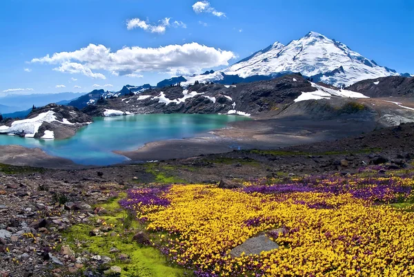 Mount Baker Summer Bloom — Stock Photo, Image