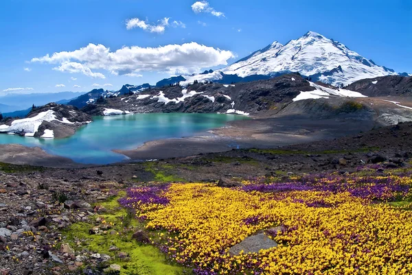 Mount baker nyári virágos — Stock Fotó