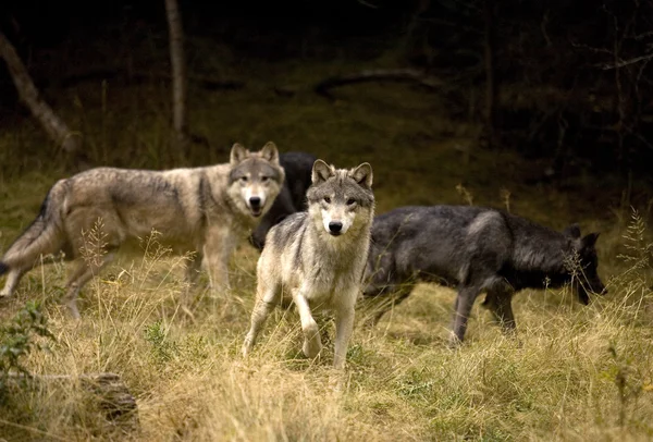 Curious Wolves Pack — Stock Photo, Image