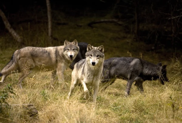 Neugieriges Wolfsrudel — Stockfoto