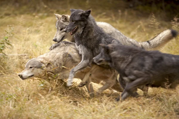 Matilha de lobos recreio — Fotografia de Stock