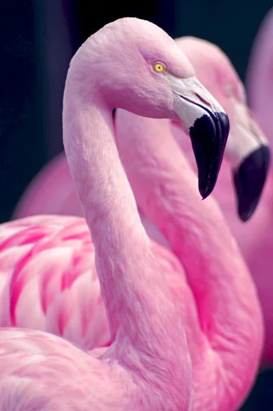 Três flamingos — Fotografia de Stock