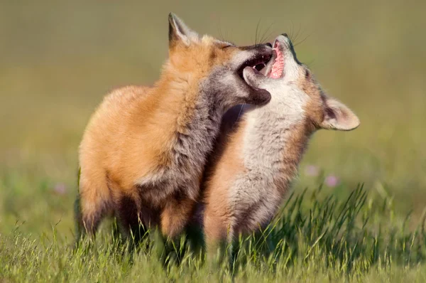 Fox Kits op Play — Stockfoto