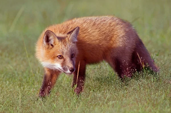 Fox Kit in Meadow ストック画像