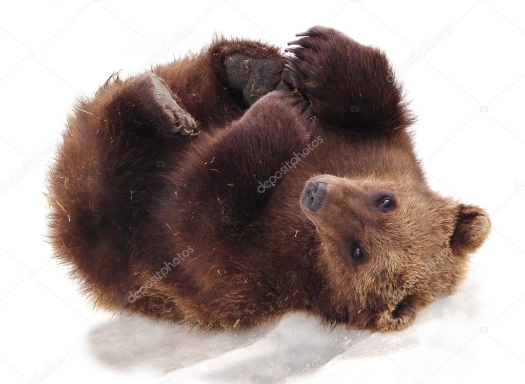 Furry Alaskan Bear Cub