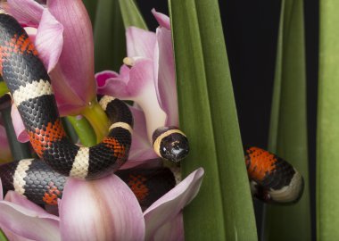 Colorful Snake with Orchids clipart