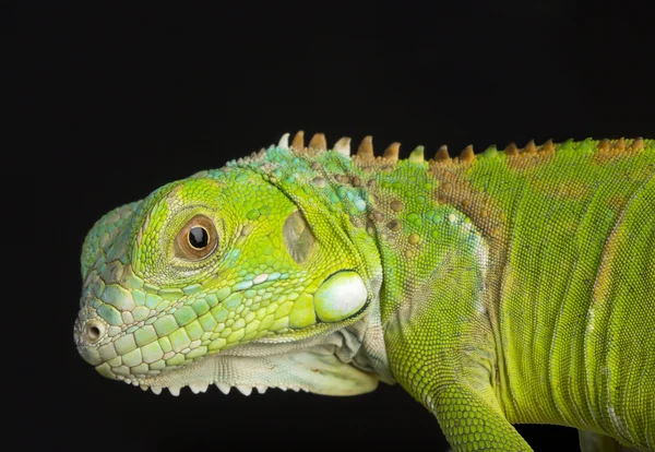 Olhando bem em verde — Fotografia de Stock