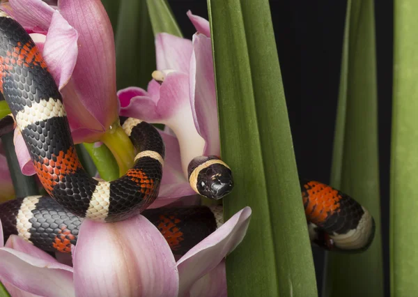 Colorful Snake with Orchids — Stockfoto