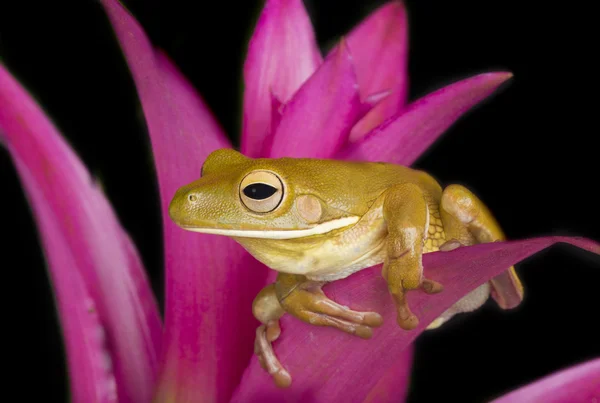 Reusachtige boom kikker op kleurrijke bladeren — Stockfoto