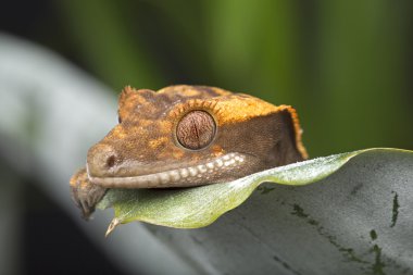 Tepeli Gecko yaprakları üzerinde bakmak