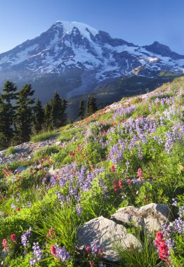 Rainier Dağı Wildlflowers