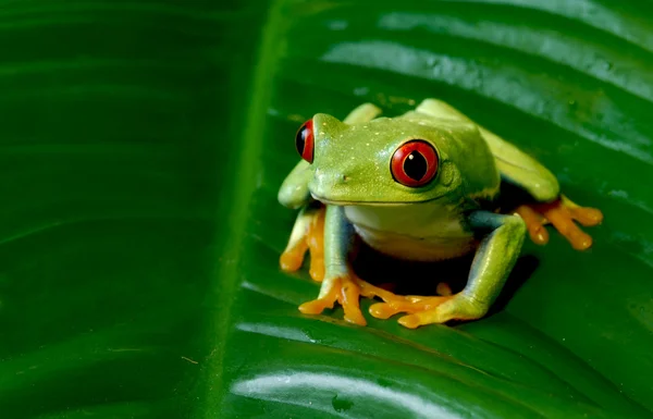 Red Eye Tree Frog sitting on leaf — Stock Photo, Image