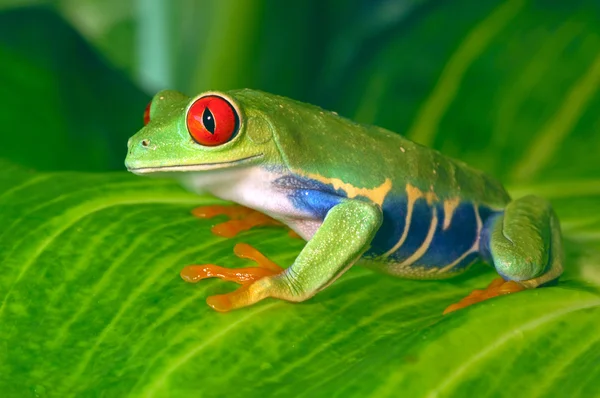 Rode boomkikker — Stockfoto