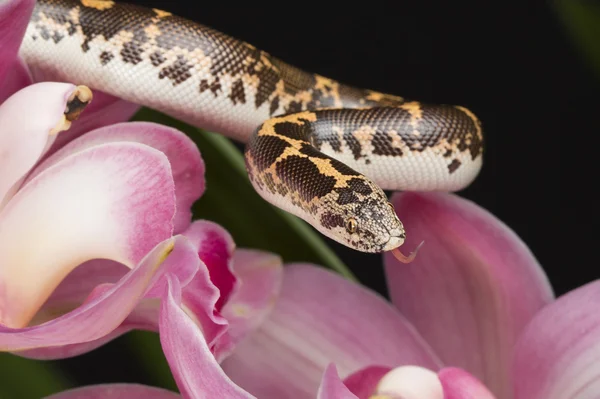 Kum Boa ve Cymbidium