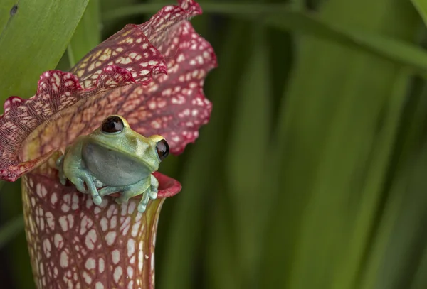 Maroon Eyed Tree Frog op rode bekerplant — Stockfoto