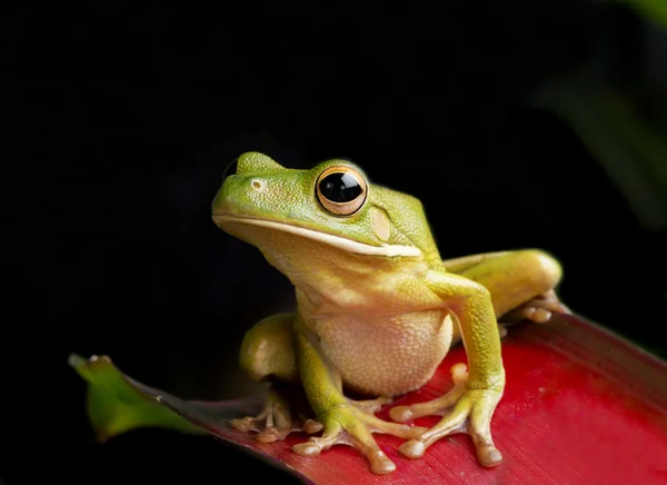 Giant Tree Frog — Stock Photo, Image