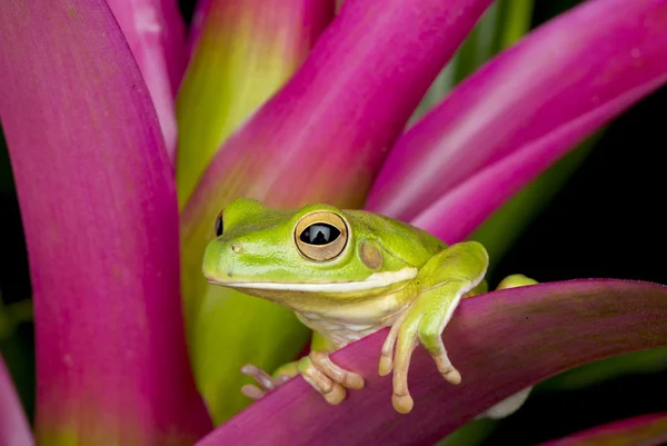 Reusachtige boom kikker op kleurrijke bladeren — Stockfoto