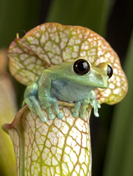 Maroon Eyed Tree Frog op witte bekerplant — Stockfoto