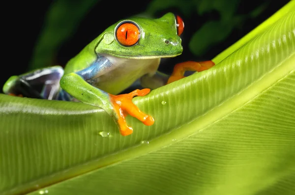 레드 외 눈 박이 나무 개구리 녹색 경 엽에 — 스톡 사진