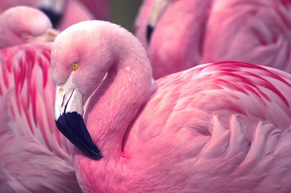 Flamingos chilenos de perto — Fotografia de Stock