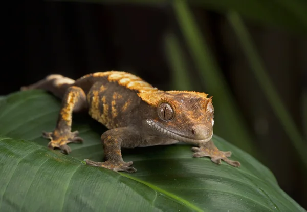 Λοφιοφόρη Gecko σε φύλλο — Φωτογραφία Αρχείου