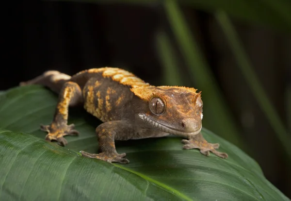 Yaprak üzerinde tepeli Gecko