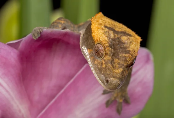 Gecko Crested na orquídea rosa — Fotografia de Stock